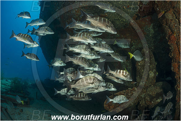 Baja California, Fish, Fish school, Greybar grunt, Grunt, Haemulidae, Haemulon, Haemulon sexfasciatum, La Paz, Mexico, Pacific ocean, Salvatierra wreck, Sea of Cortez, Wreck