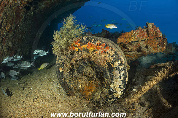 Baja California, Fish, Fish school, Greybar grunt, Grunt, Haemulidae, Haemulon, Haemulon sexfasciatum, La Paz, Mexico, Pacific ocean, Salvatierra wreck, Sea of Cortez, Wheels, Wreck