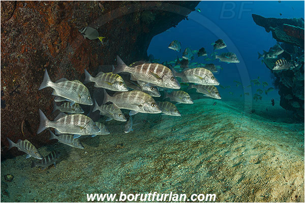 Baja California, Fish, Fish school, Greybar grunt, Grunt, Haemulidae, Haemulon, Haemulon sexfasciatum, La Paz, Mexico, Pacific ocean, Salvatierra wreck, Sea of Cortez, Wreck