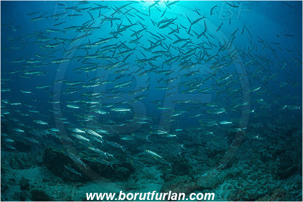Baja California, Elopidae, Elops, Elops affinis, Fish, Fish school, Isla Cerralvo, La Reina, Machete, Mexico, Pacific ladyfish, Pacific ocean, Reef, Sea of Cortez
