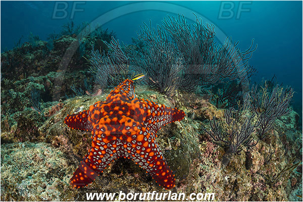 Asteroidea, Baja California, Echinoderm, Echinodermata, Isla Cerralvo, La Reina, Mexico, Oreasteridae, Pacific ocean, Panamic Cushion Starfish, Pentaceraster, Pentaceraster cumingi, Reef, Sea of Cortez, Starfish