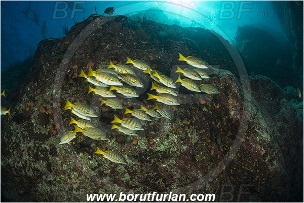 Baja California, Blue and gold snapper, Fish, Fish school, Isla Cerralvo, La Reina, Lutjanidae, Lutjanus, Lutjanus viridis, Mexico, Pacific ocean, Reef, Sea of Cortez, Snapper