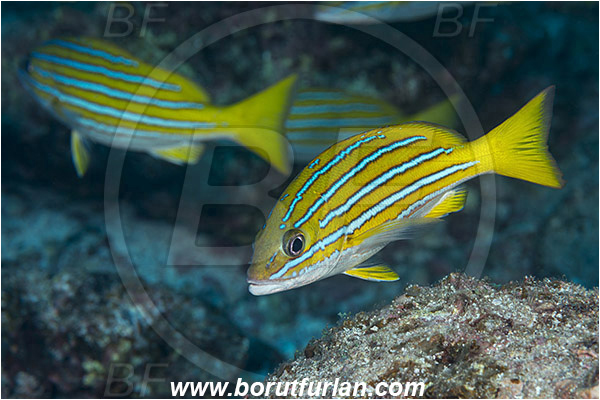 Baja California, Blue and gold snapper, Fish, Isla Cerralvo, La Reina, Lutjanidae, Lutjanus, Lutjanus viridis, Mexico, Pacific ocean, Sea of Cortez, Snapper