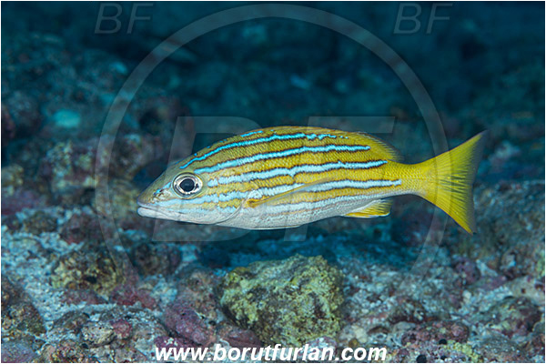 Baja California, Blue and gold snapper, Fish, Isla Cerralvo, La Reina, Lutjanidae, Lutjanus, Lutjanus viridis, Mexico, Pacific ocean, Sea of Cortez, Snapper