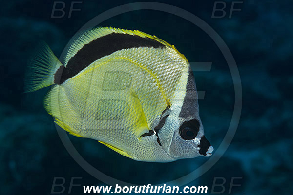 Baja California, Blacknosed butterflyfish, Butterflyfish, Chaetodontidae, Fish, Isla Cerralvo, Johnrandallia, Johnrandallia nigrirostris, La Reina, Mexico, Pacific ocean, Sea of Cortez