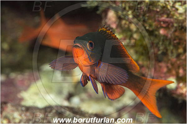 Anthias, Baja California, Fairy basslet, Fish, Isla Cerralvo, La Reina, Mexico, Pacific creolefish, Pacific ocean, Paranthias, Paranthias colonus, Sea of Cortez, Serranidae