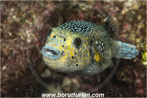 Arothron, Arothron meleagris, Baja California, Fish, Guineafowl puffer, Isla Cerralvo, La Reina, Mexico, Pacific ocean, Portrait, Puffer, Sea of Cortez, Tetraodontidae