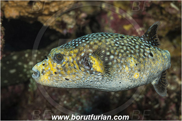 Arothron, Arothron meleagris, Baja California, Fish, Guineafowl puffer, Isla Cerralvo, La Reina, Mexico, Pacific ocean, Puffer, Sea of Cortez, Tetraodontidae