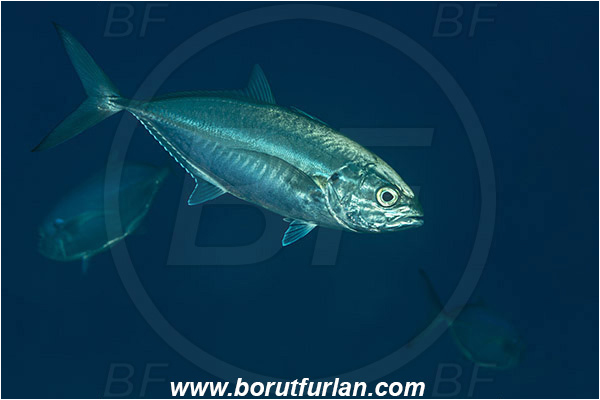 Baja California, Bigeye scad, Carangidae, Fish, Isla Cerralvo, La Reina, Mexico, Pacific ocean, Sea of Cortez, Selar, Selar crumenophthalmus, Trevally
