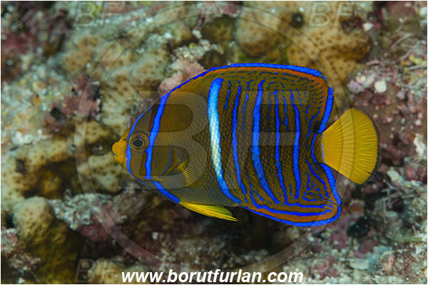 Angelfish, Baja California, Fish, Holacanthus, Holacanthus passer, Isla Cerralvo, Juvenile, King angelfish, La Reina, Mexico, Pacific ocean, Pomacanthidae, Sea of Cortez