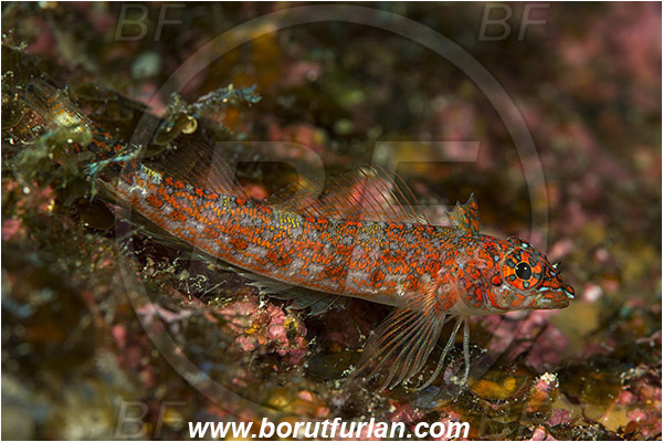 Baja California, Crocodilichthys, Crocodilichthys gracilis, Fish, Isla Cerralvo, La Reina, Lizard triplefin, Mexico, Pacific ocean, Sea of Cortez, Triplefin, Tripterygiidae