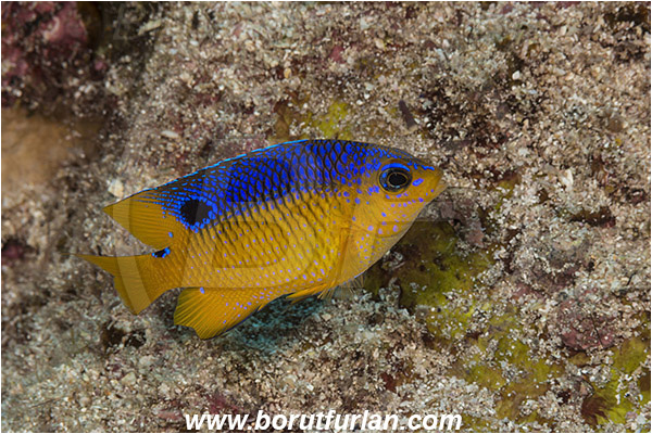 Baja California, Beaubrummel, Damselfish, Fish, Isla Cerralvo, Juvenile, La Reina, Mexico, Pacific ocean, Pomacentridae, Sea of Cortez, Stegastes, Stegastes flavilatus