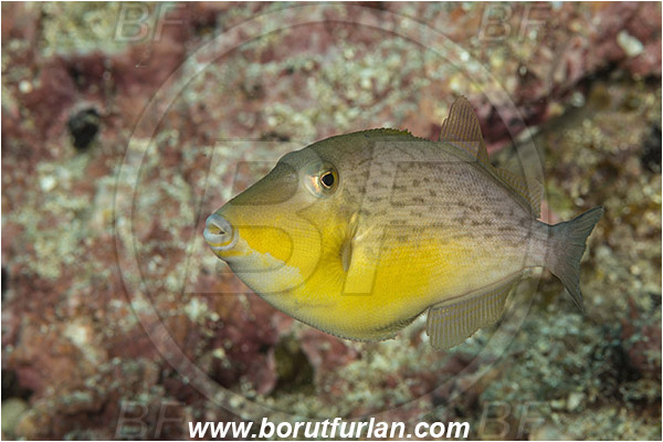 Baja California, Balistidae, Fish, Isla Cerralvo, Juvenile, La Reina, Mexico, Orangeside triggerfish, Pacific ocean, Sea of Cortez, Sufflamen, Sufflamen verres, Triggerfish