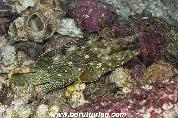 Baja California, Epinephelus, Epinephelus labriformis, Fish, Grouper, Isla Cerralvo, La Reina, Mexico, Pacific ocean, Sea of Cortez, Serranidae, Starry Grouper