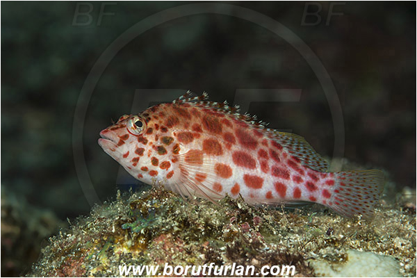 Baja California, Cirrhitichthys, Cirrhitichthys oxycephalus, Cirrhitidae, Coral hawkfish, Fish, Hawkfish, Isla Cerralvo, La Reina, Mexico, Pacific ocean, Sea of Cortez