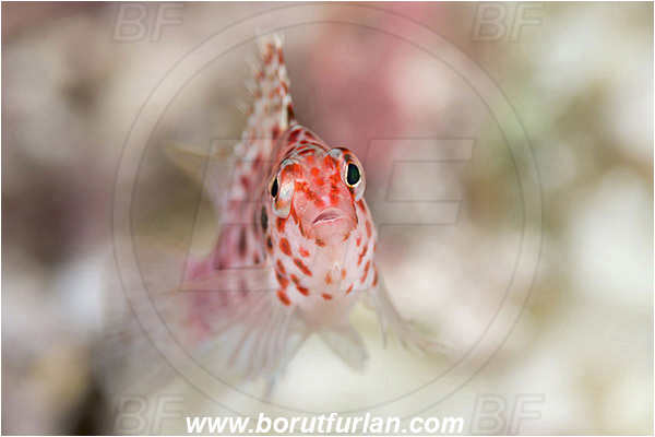 Baja California, Cirrhitichthys, Cirrhitichthys oxycephalus, Cirrhitidae, Coral hawkfish, Fish, Hawkfish, Isla Cerralvo, La Reina, Mexico, Pacific ocean, Portrait, Sea of Cortez