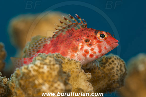 Baja California, Cirrhitichthys, Cirrhitichthys oxycephalus, Cirrhitidae, Coral hawkfish, Fish, Hawkfish, Isla Cerralvo, La Reina, Mexico, Pacific ocean, Sea of Cortez