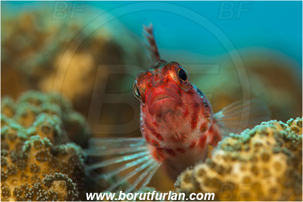 Baja California, Cirrhitichthys, Cirrhitichthys oxycephalus, Cirrhitidae, Coral hawkfish, Fish, Hawkfish, Isla Cerralvo, La Reina, Mexico, Pacific ocean, Portrait, Sea of Cortez