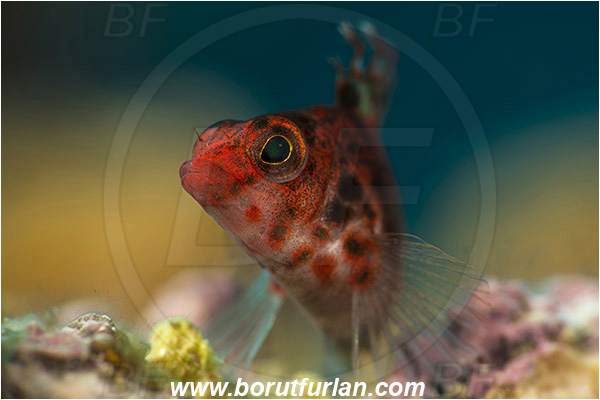 Baja California, Cirrhitichthys, Cirrhitichthys oxycephalus, Cirrhitidae, Coral hawkfish, Fish, Hawkfish, Isla Cerralvo, La Reina, Mexico, Pacific ocean, Portrait, Sea of Cortez