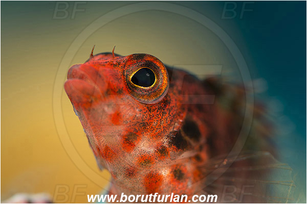 Baja California, Cirrhitichthys, Cirrhitichthys oxycephalus, Cirrhitidae, Coral hawkfish, Fish, Hawkfish, Isla Cerralvo, La Reina, Mexico, Pacific ocean, Portrait, Sea of Cortez