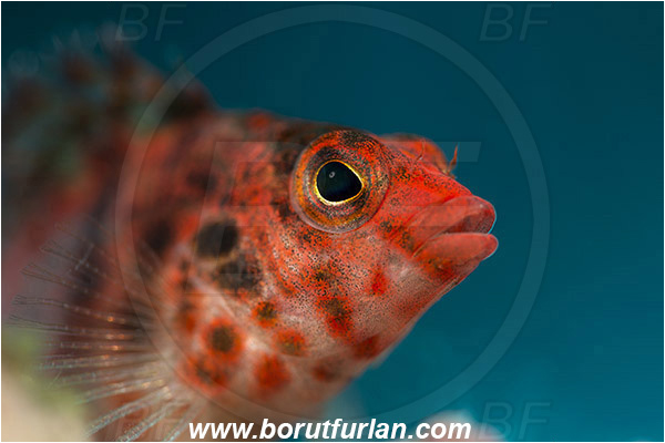 Baja California, Cirrhitichthys, Cirrhitichthys oxycephalus, Cirrhitidae, Coral hawkfish, Fish, Hawkfish, Isla Cerralvo, La Reina, Mexico, Pacific ocean, Portrait, Sea of Cortez