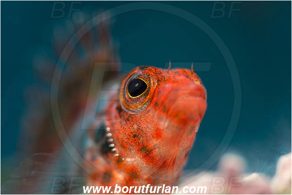 Baja California, Cirrhitichthys, Cirrhitichthys oxycephalus, Cirrhitidae, Coral hawkfish, Fish, Hawkfish, Isla Cerralvo, La Reina, Mexico, Pacific ocean, Portrait, Sea of Cortez