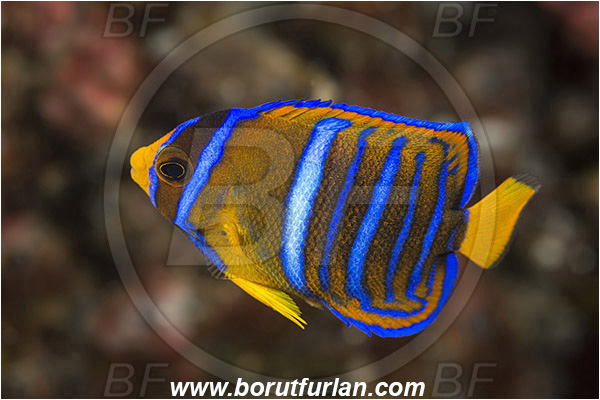 Angelfish, Baja California, Fish, Holacanthus, Holacanthus passer, Isla Cerralvo, Juvenile, King angelfish, La Reina, Mexico, Pacific ocean, Pomacanthidae, Sea of Cortez