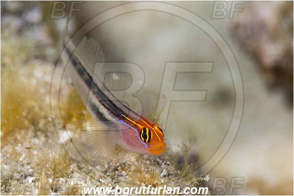 Baja California, Elacatinus, Elacatinus puncticulatus, Fish, Gobiidae, Goby, Isla Cerralvo, La Reina, Mexico, Pacific ocean, Redhead goby, Sea of Cortez