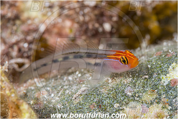 Baja California, Elacatinus, Elacatinus puncticulatus, Fish, Gobiidae, Goby, Isla Cerralvo, La Reina, Mexico, Pacific ocean, Redhead goby, Sea of Cortez