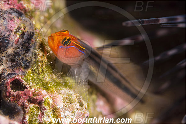 Baja California, Elacatinus, Elacatinus puncticulatus, Fish, Gobiidae, Goby, Isla Cerralvo, La Reina, Mexico, Pacific ocean, Redhead goby, Sea of Cortez
