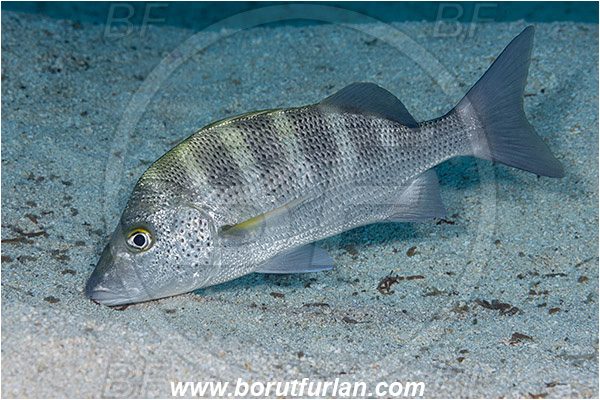 Baja California, Fish, Greybar grunt, Grunt, Haemulidae, Haemulon, Haemulon sexfasciatum, Isla Espiritu Santo, La Paz, Mexico, Pacific ocean, Sand, Sea of Cortez