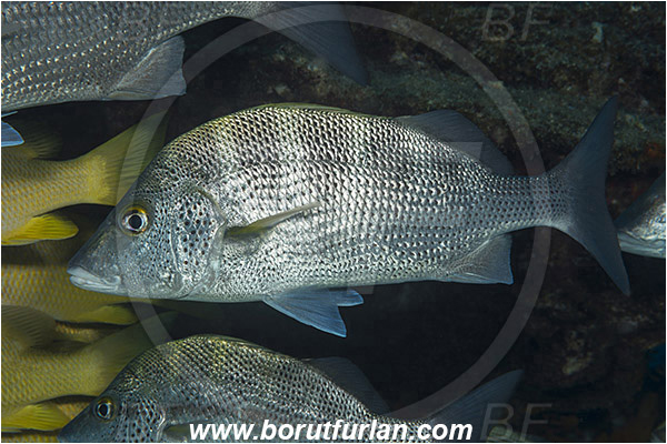 Baja California, Fish, Greybar grunt, Grunt, Haemulidae, Haemulon, Haemulon sexfasciatum, Isla Espiritu Santo, La Paz, Mexico, Pacific ocean, Sea of Cortez