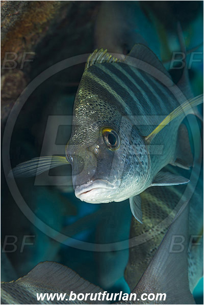 Baja California, Fish, Greybar grunt, Grunt, Haemulidae, Haemulon, Haemulon sexfasciatum, Isla Espiritu Santo, La Paz, Mexico, Pacific ocean, Portrait, Sea of Cortez