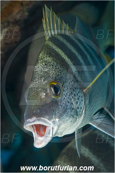 Baja California, Fish, Greybar grunt, Grunt, Haemulidae, Haemulon, Haemulon sexfasciatum, Isla Espiritu Santo, La Paz, Mexico, Pacific ocean, Portrait, Sea of Cortez