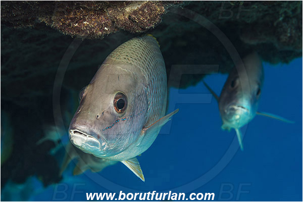 Amarillo snapper, Baja California, Fish, Isla Espiritu Santo, La Paz, Lutjanidae, Lutjanus, Lutjanus argentiventris, Mexico, Pacific ocean, Portrait, Sea of Cortez, Snapper, Yellow snapper