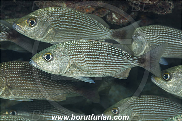 Baja California, Fish, Fish school, Grunt, Haemulidae, Haemulon, Haemulon maculicauda, Isla Espiritu Santo, La Paz, Mexico, Pacific ocean, Sea of Cortez, Spottail grunt