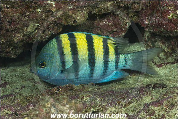 Abudefduf, Abudefduf troschelii, Baja California, Damselfish, Eggs, Fish, Isla Espiritu Santo, La Paz, Mexico, Pacific ocean, Panamic sergeant major, Pomacentridae, Sea of Cortez