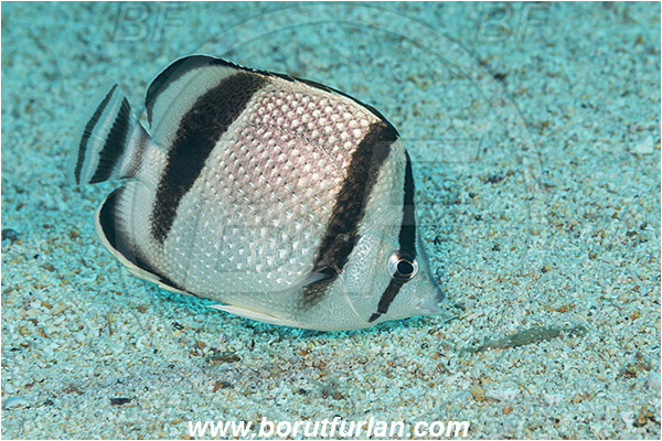 Baja California, Butterflyfish, Chaetodon, Chaetodon humeralis, Chaetodontidae, Fish, Isla Espiritu Santo, La Paz, Mexico, Pacific ocean, Sand, Sea of Cortez, Threebanded butterflyfish