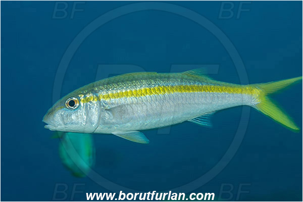 Baja California, Fish, Goatfish, Isla Espiritu Santo, La Paz, Mexican goatfish, Mexico, Mullidae, Mulloidichthys, Mulloidichthys dentatus, Pacific ocean, Sea of Cortez