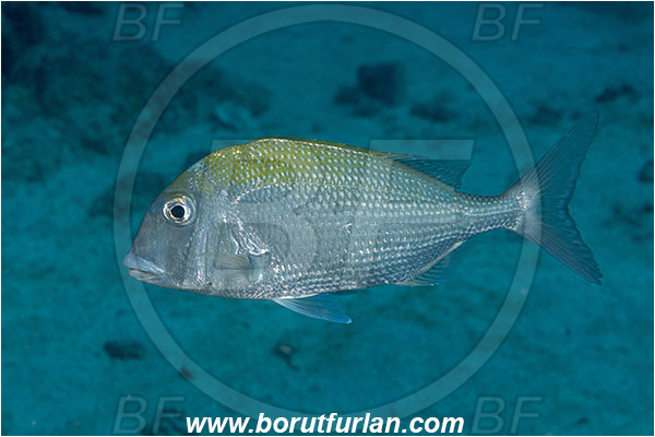 Baja California, Calamus, Calamus brachysomus, Fish, Isla Espiritu Santo, La Paz, Mexico, Pacific ocean, Pacific porgy, Porgy, Sand, Sea of Cortez, Sparidae