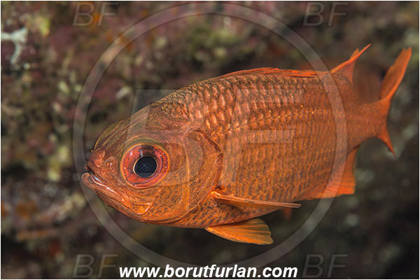 Baja California, Fish, Holocentridae, Isla Espiritu Santo, La Paz, Mexico, Myripristis, Myripristis leiognathus, Pacific ocean, Panamic soldierfish, Sea of Cortez, Soldierfish