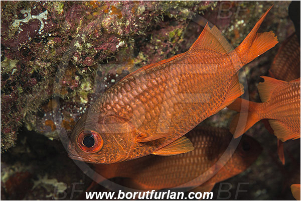 Baja California, Fish, Holocentridae, Isla Espiritu Santo, La Paz, Mexico, Myripristis, Myripristis leiognathus, Pacific ocean, Panamic soldierfish, Sea of Cortez, Soldierfish