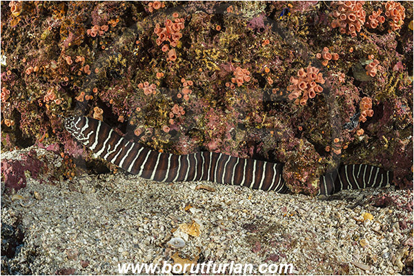 Baja California, El Bajo, Fish, Gymnomuraena, Gymnomuraena zebra, Isla Partida, Mexico, Moray, Muraenidae, Pacific ocean, Sea of Cortez, Zebra moray