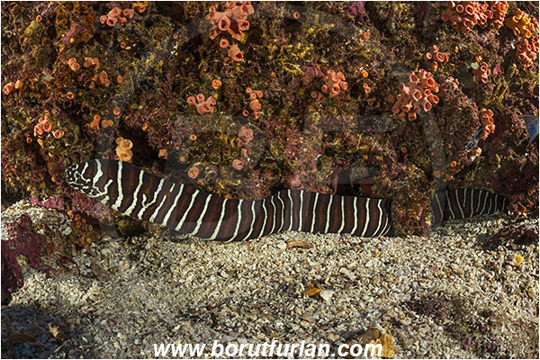 Baja California, El Bajo, Fish, Gymnomuraena, Gymnomuraena zebra, Isla Partida, Mexico, Moray, Muraenidae, Pacific ocean, Sea of Cortez, Zebra moray