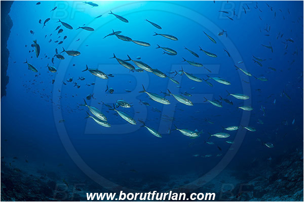 Baja California, Bigeye scad, Carangidae, El Bajo, Fish, Fish school, Isla Partida, Mexico, Pacific ocean, Reef, Sea of Cortez, Selar, Selar crumenophthalmus, Trevally