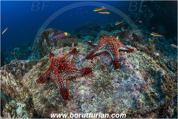 Asteroidea, Baja California, Echinoderm, Echinodermata, El Bajo, Isla Partida, Mexico, Oreasteridae, Pacific ocean, Panamic Cushion Starfish, Pentaceraster, Pentaceraster cumingi, Reef, Sea of Cortez, Starfish