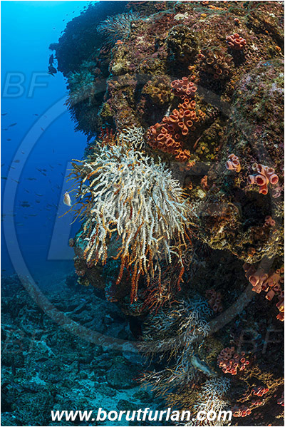 Baja California, Cnidaria, Cnidarian, Coral, El Bajo, Gorgonian, Isla Partida, Mexico, Muricea, Muricea sp., Plexauridae, Reef, Sea fan, Sea of Cortez, White Gorgonian