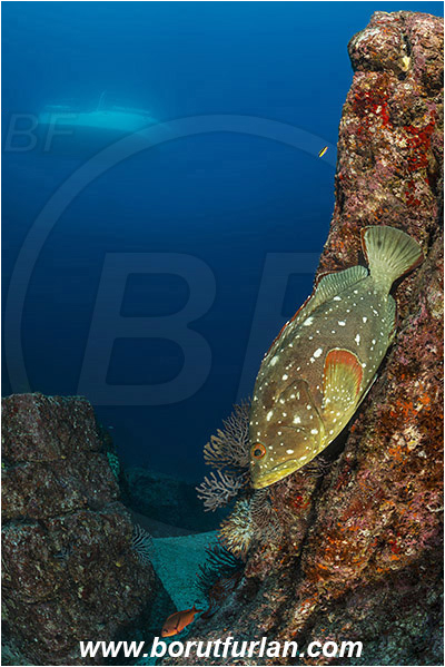 Baja California, Boat, Epinephelus, Epinephelus labriformis, Fish, Grouper, Isla Partida, Los Islotes, Mexico, Pacific ocean, Reef, Sea of Cortez, Serranidae, Starry Grouper