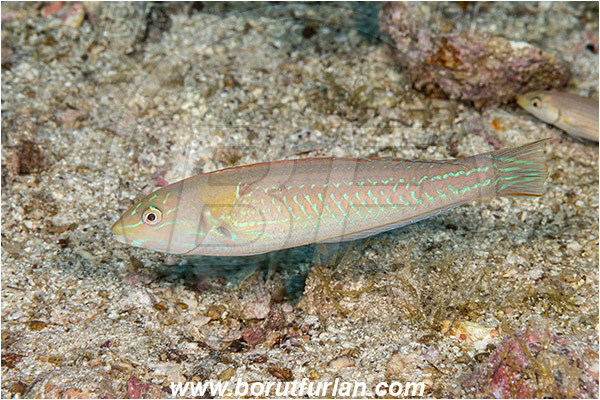Baja California, Chameleon wrasse, Fish, Halichoeres, Halichoeres dispilus, Isla Ballena, Isla Espiritu Santo, Juvenile, La Paz, Labridae, Mexico, Pacific ocean, Sea of Cortez, Wrasse