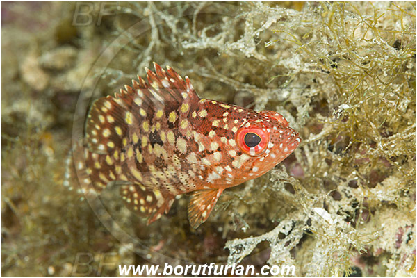 Alphestes, Alphestes immaculatus, Baja California, Fish, Grouper, Isla Ballena, Isla Espiritu Santo, La Paz, Mexico, Pacific mutton hamlet, Pacific ocean, Sea of Cortez, Serranidae